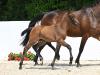 Foto: Cornet Obolensky - Chacco Blue - Fotograf: Fischer