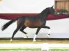 Foto: Kat.-Nr. 2 Detroit von Dream Boy x Samba Hit I - Fotograf: Fischer