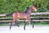 Foto: Die Preisspitze Calimero, der Cornet Obolensky x Goldfever II-Sohn wechselte für 16.000 € in einen Springstall nach Spanien - Fotograf: © Kiki Beelitz