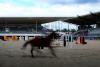 Foto: Maximal 300 Zuschauer sind im Deutsche Bank Stadion zugelassen, wenn sich beim Aachen International Jumping am ersten September-Wochenende die Weltelite der Springreiter trifft - Foto: Aachen International Jumping 