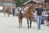 Foto: Hengstfohlen Bentley vd Heffinck-Abke aus der Zucht von Peter Wendeln an der Hand von Gestütsleiter Gerd Gerdes - Fotograf: EQUITARIS/Sabine Wegener