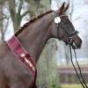 Foto: Hengst von Benicio - Don Diamond