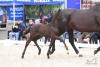 Foto: Preisspitze bei den Dressurfohlen, Valentino von Van Primero aus der Bonita von Ampère x Donnerschwee - Fotografin: Kiki Beelitz