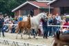 Foto: Fohlenschau auf Gestüt Wendeln - Fotograf: www.photo.equitaris.de