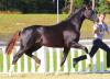 Foto: Kat. 33 v. Benetton Dream-Dimaggio-Absinth stammt aus dem Mutterstamm der Stempelhengste Rohdiamant, Royal Diamond und Rosario v. Rubinstein. - Fotograf: Ernst