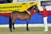 Foto: Weser-Ems-Siegerhengst der Reitponys Ogier K WE - Fotograf: Tanja Becker