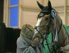Foto: Ruth Krech und Pret a Tout - Fotograf: World of Show Jumping / Jenny Abrahamsson