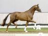 Foto: Kopfnummer 38 Janeiro Platinum/Sir Donnerhall - Fotograf: Reckimedia