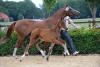 Foto: Lodbergener Hengstfohlen-Champion von Dante Weltino - Fotograf: Tanja Becker