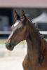Foto: The Winner, ein Hengstfohlen von Tobago Z x Quidam de Revel ZG - Fotograf: PZV BW