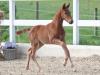 Foto: Kat.-Nr. 3 Holly Lou v. Highway M TN a.d. Catalou v. Christian – Lincolm L – Don Juan - Fotograf: OLD-Art