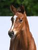 Foto: Preisspitze Born to Jump von Balou du Reventon - Fotograf: Hubert Fischer. 