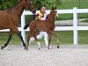 Foto: Kat.-Nr. 10 VIKTOR, ein Hengstfohlen von Valverde x Imperio/T. abstammend - Fotograf: DSP