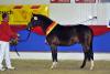 Foto: Der Weser-Ems-Reitpony-Siegerhengst 2014: Kastanienhof Kentaur - Fotograf: Tanja Becker