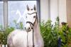 Foto: Dan the Man H v. Diacontinus/Forrest xx - Fotograf: Hannoveraner Verband