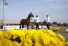 Foto: Bedeutende Hengste, gute Typen - das Trakehner Körlot 2017 - Fotograf: Stefan Lafrentz