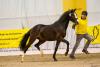 Foto: Hannover’scher Reitpony-Siegerhengst 2022 Khan - Fotograf: Equitaris.de/Becker