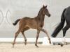 Foto: Double Dream v. Dynamic Dream/Benetton Dream - Fotograf: Hannoveraner Verband