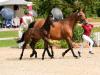 Foto: Constantin v. Crack-Contender wechselte für 17.500 Euro die Besitzer, er bleibt in Deutschland.- Fotograf: Janne Bugtrup)