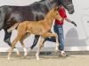 Foto: Preisspitze Vorever Love v. Vitalis - Fotograf: Reckimedia