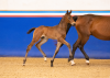 Foto: Fohlenkollektion der Auktion am 5. August beim CSI Hof Waterkant ist jetzt online. Dazu gehört auch dieser Sohn des Chaccothage Blue PS mit der Katalognummer 14 - Fotograf: Janne Bugtrup