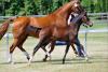 Foto: Stutfohlen von Confiance-Couleur Rubin - Fotograf: Tanja Becker