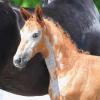 Foto: Calcea (Lot 5), Tochter des Colorit aus der direkten Vollschwester zu KM Chalcedon – Fotograf: Fischer