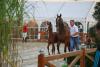 Foto: Lord Colonius von Lord Pezi-Junior/Candillo Z unserer Preisspitze