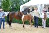 Foto: Lodbergener Hengstfohlen-Champion von For Romance mit dem Züchter Dieter Schmidt, links, und dem Lodbergen-Geschäftsführer Urs Schweizer, rechts - Fotograf: Tanja Becker