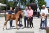 Foto: Siegerfohlen Hengstfohlen v. Armison x Vivant vd Heffinck - Fotograf: Kiki Beelitz