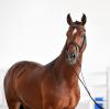 Foto: Preisspitze Cornet's Ladriano PS wird zukünftig “Heir Apparent PS” heißen - Fotograf: 