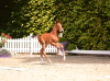 Foto: 67 Fohlen werden bei der Holsteiner Elite-Fohlenauktion am 19. August neuen Besitzern zugeschlagen - Fotograf: Janne Bugtrup