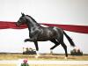 Foto: KN 68 Secret – Dancier – Fotograf: Fischer