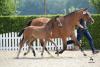 Foto: Siegerin der Nachzuchtbewertung des Frascino und Auktionskandidatin – Stutfohlen von Frascino-Rubin Royal OLD aus der Zucht von Dieter Schmidt, Hude - Fotograf: Sabine Wegener/Equitaris.de
