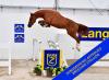 Foto: Auktionsspitze Fiston de Bo Z (Flipper d`' Elle x Calvaro Z) - Fotograf: Zangersheide