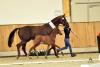 Foto: Sieger-Stutfohlen von Marqués-Alabaster beim Fohlenchampionat in Riesenbeck - Fotograf: Tanja Becker