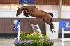 Foto: Don Julio T40Z(Diamant de Semilly/ Cento) Stallion prospect out of Centa de muze