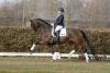 Foto: Auktionsspitze Devino (Dante Weltino/Lancer III-Sohn) - Fotograf: Westfälisches Pferdestambuch e.V.