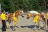 Foto: (zur honorarfreien Nutzung nur im Zusammenhang mit dieser PressemitteFoto: Haflinger Reserve-Siegerstute 2021, Omira S (v. Augartner-Nexstyle, Z. u. A.: Hendrik Stolze, Schwüblingsen), und die Haflinger-Siegerstute 2021, Maria (v. Strauss-Antares, Z. u. A.: Roland Müller, Schönwörde) – v.l - Fotograf: Equitaris.de/Becker