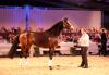 Foto: Dacantos - Preisspitze Holger Hetzel Sport Horse Sales 2018 - Fotograf: T. Hartwig