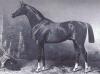 Rund eineinhalb Jahrhunderte Made in Germany: Mit Escolar, geb. 2009 beeinflusst ein Stammhalter des Adeptus xx (Bild), geb.1880, die Sichtungen für die WM junger Dressurpferde