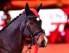 Foto: Das Team um Geschäftsführer Christian Steiner steckt mitten in den Vorbereitungen zur Amadeus Horse Indoors 2023 - Fotograf: © salzburg-cityguide.at 