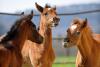 Foto: Gemeinsam spielen: Die Fohlen lernen ihre neuen Spielgefährten kennen - Fotograf: Stefan Kube