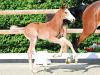 Foto: Aramis v. Aganix du Seigneur Z - Balou du Rouet - Larimar - Fotograf: OLD Art