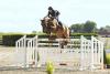 Foto: Auktionspferd Nr. 1 „Attention Please“ (*2006, Chico’s Boy x Silvio I)