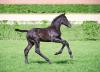Foto: Auction foal by Clarcon (young stallion by Casall - Cassini I) - Fotograf: Holsteiner Verband
