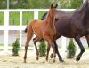 Foto: Queen B: Barcelona v. Big Star - Corrado I - Acord II, Kat. Nr. 49 - Fotograf: Beelitz