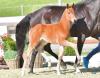 Foto: Be my Love v. Bonds - San Amour I - Dream of Love - Fotograf: Gr. Fedlhaus