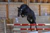 Foto: Beau Balou (Bubalu VDL x Contender x Corofino) - Fotograf: Tim Heide