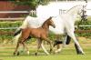 Foto: Teuerstes Springfohlen: Beck’s Balou v. Balou du Rouet/Calido - Fotograf: Hannoveraner Verband/Tammo Ernst